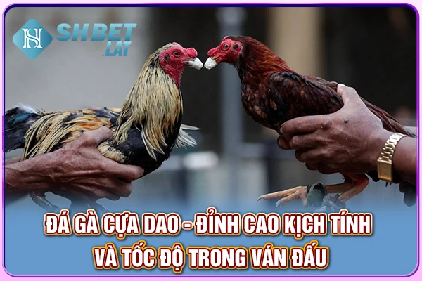 Đá Gà Cựa Dao - Đỉnh Cao Kịch Tính, Tốc Độ Từng Ván Đấu