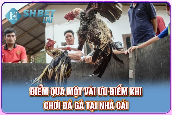 Điểm qua một vài ưu điểm khi chơi đá gà tại nhà cái