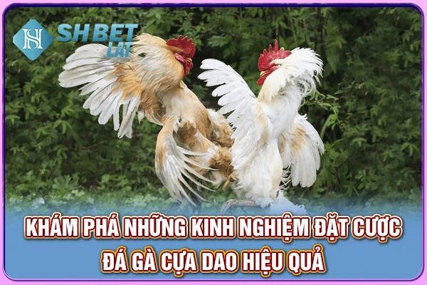 Khám phá những kinh nghiệm đặt cược đá gà cựa dao hiệu quả