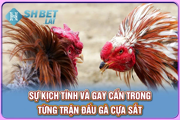 Sự kịch tính và gay cấn trong từng trận đấu gà cựa sắt
