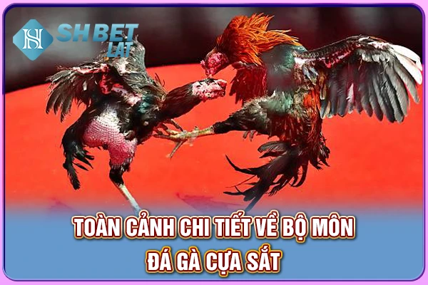 Toàn cảnh chi tiết về bộ môn đá gà cựa sắt